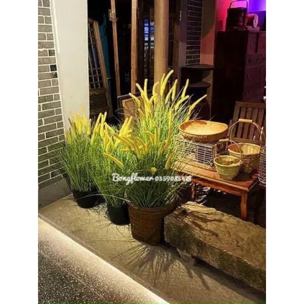 Cây giả - Cây cỏ lau giả cụm 5 bông dài 80cm decor siêu xinh