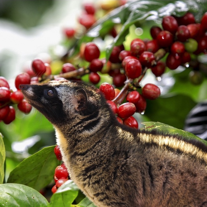 Cà phê phối trộn đậm 500gr thơm ngon đậm đà ( Thương hiệu cà phê Bốn Hột Cty Anh Em) | BigBuy360 - bigbuy360.vn