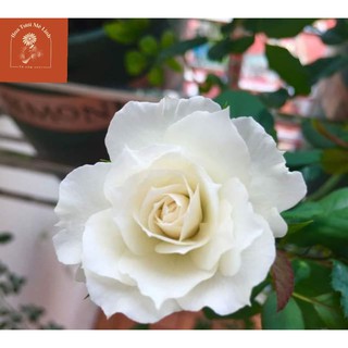 Hoa hồng ngoại Nhật Shizuku Rose trắng vẻ đẹp xứ hoa anh đào[HoaTuoiMeLinh]