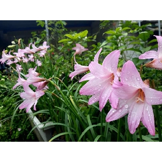 Huệ mưa ngoại Cherry Pink, dáng kèn, phom bông to, siêng hoa trong dòng Habathus