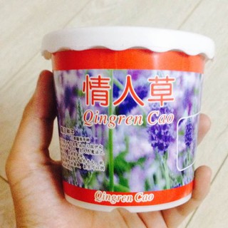 Hộp hạt giống hoa salem/cỏ tình nhân (chậu + đất + hạt giống)