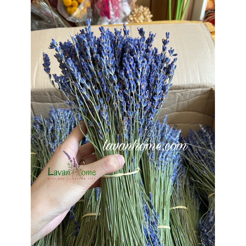 Hoa khô lavender (hoa oải hương) Pháp - Cam kết hoa đúng chất lượng