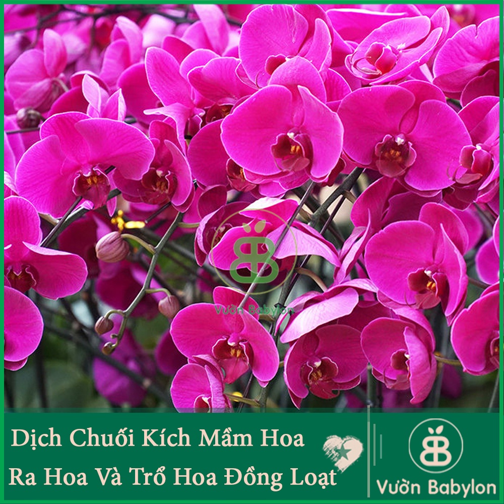 Dịch chuối Thần Dược Cho Lan 1 Lít