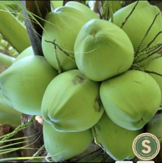 1 hộp kẹo dừa