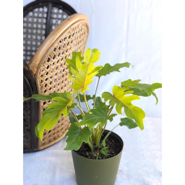 Trầu bà chân vịt vàng, Philodendron Xanadu var golden