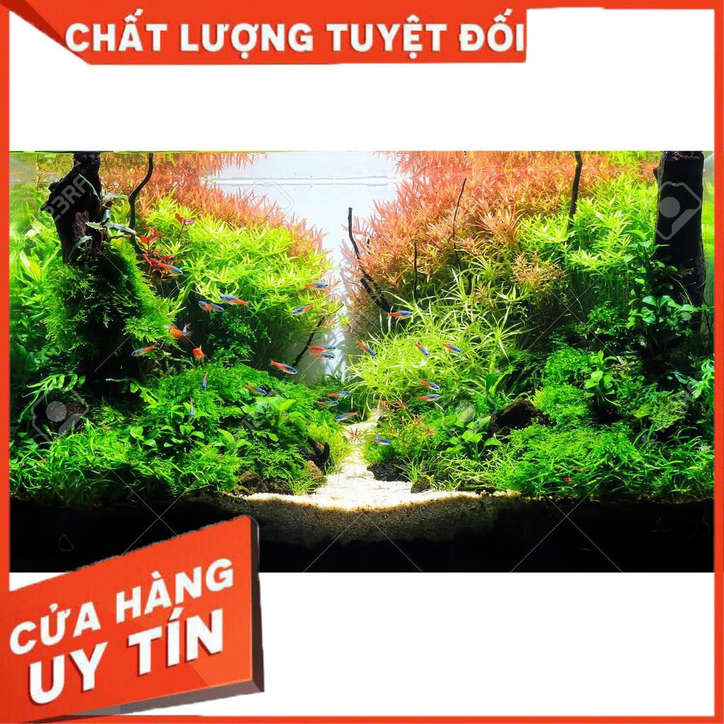 Vi khuẩn quang hợp PSB GOLD -Làm trong nước khử mùi tanh,chai lớn 2l