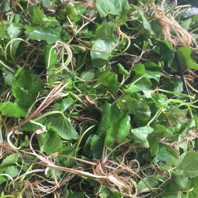 Rau má tươi 200-500g - Ship hoả tốc Hà Nội