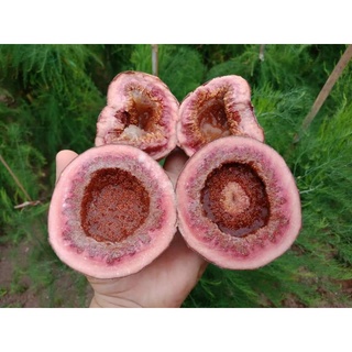 Giống Sung Vả Siêu Mật Cây Đẹp
