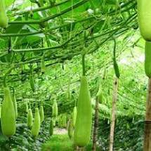 Hạt Giống Bầu Xị Cao Sản Siêu Trái