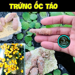 BÈO NHẬT ☘️ THỦY SINH ☘️ SIÊU LỌC NƯỚC