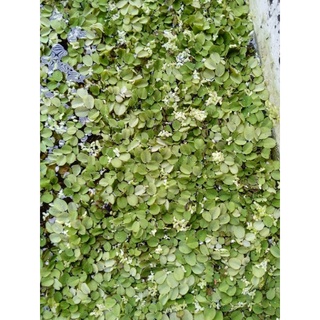 Bèo tai chuột - bèo tổ ong thủy sinh 100g