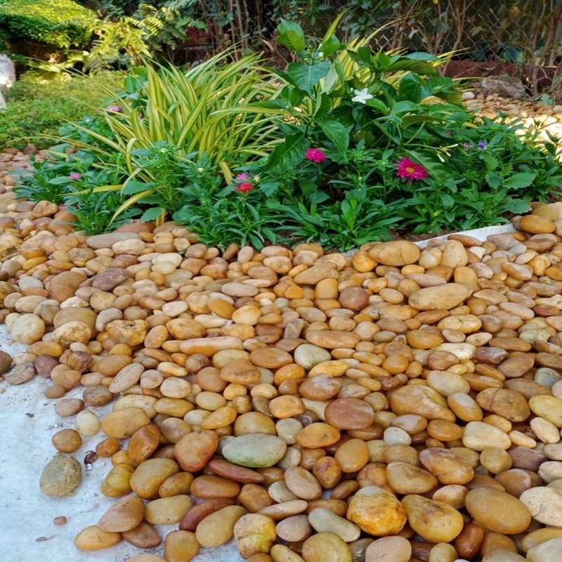 [500GRAM] Sỏi Cuội Vàng Tự Nhiên Trang Trí Sân Vườn, Hồ Cá Tép, Thuỷ Sinh