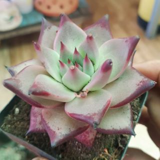 Echeveria Agavoides ( Hồng Đế)