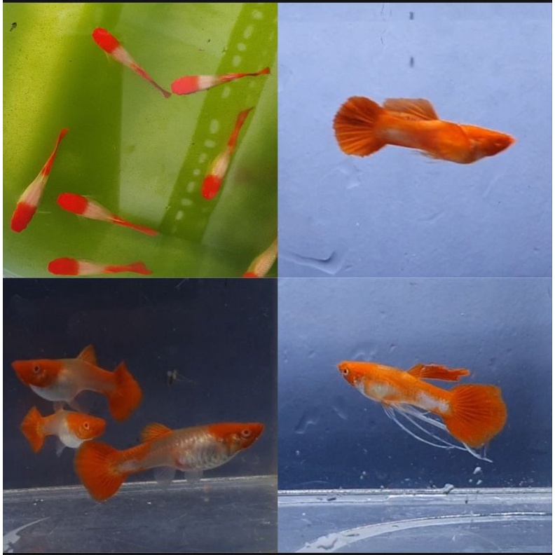 Koi Red gen ear - 1 cặp [ Tùy Chọn ]