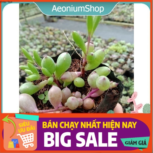 [ LIMITED ] MỘT CHIẾC SEN SEDUM PURPLE BUBBLE ( BONG BÓNG TÍM MỘNG MER 🤷 ) size mini 8x8 cm