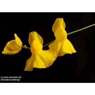 Cỏ giấy praelonga , utricularia praelonga