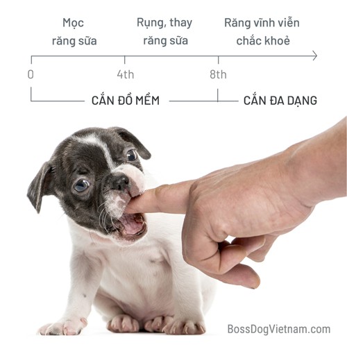 Dây thừng mềm đồ chơi chó huấn luyện Poodle Corgi Husky | Bossdog
