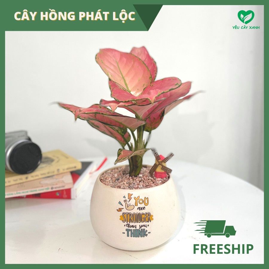 Cây Vạn Lộc Đỏ (vạn lộc thái) - Cây Hồng Lộc