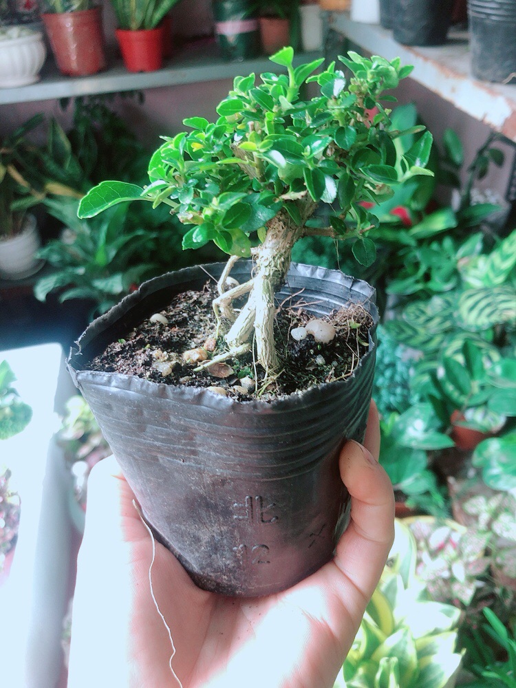 Sam Hương Bonsai