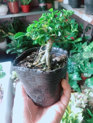 Sam Hương Bonsai
