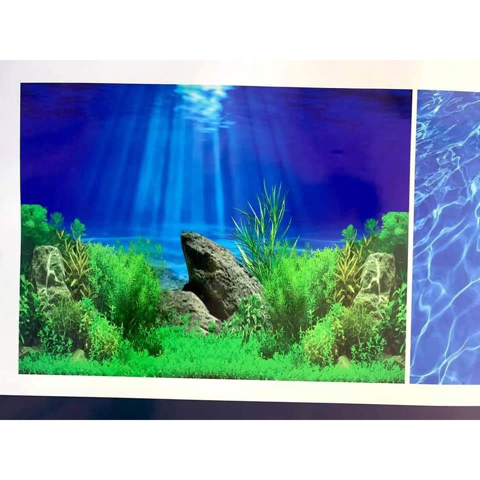 tranh 3d. tranh dán bể cá thủy sinh, bể cá rồng (tranh lưng)