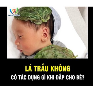100gr Lá trầu không tươi