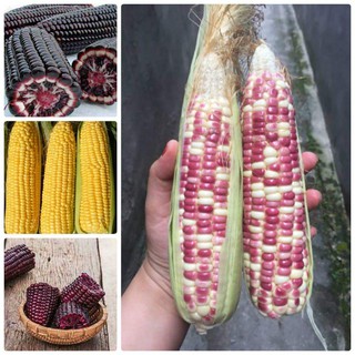 30 hạt giống ngô 7 màu