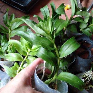Hoa phong lan phi điệp 5 cánh trắng