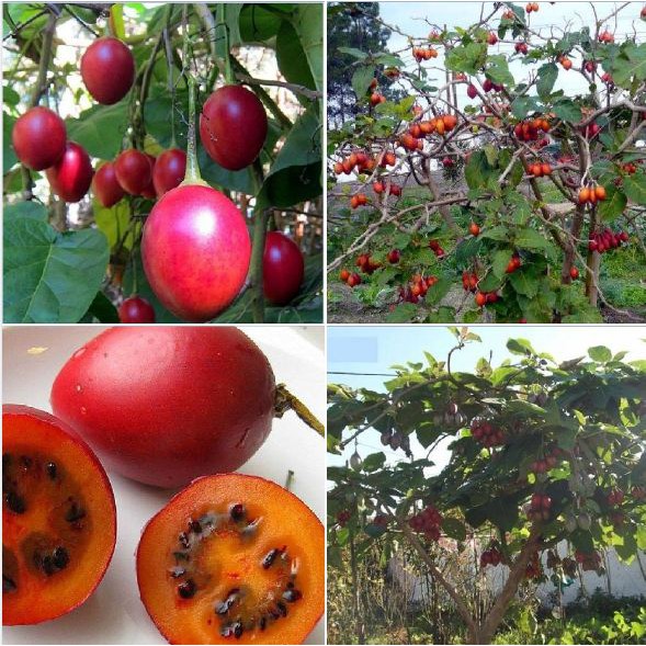 Hạt giống cà chua thân gỗ tamarillo 10 hạt -TẶNG viên 5 nén ươm hạt giống