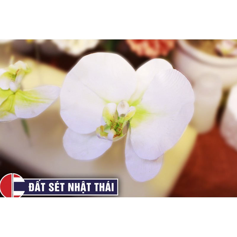 DỤNG CỤ SẢN XUẤT HOA LAN HỒ ĐIỆP BẤT TỬ ĐẤT SÉT NHẬT THÁI - CƠ BẢN - HỌC RA NGHỀ MIỄN PHÍ