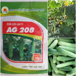 Hạt Giống Dưa Leo Lai F1 - AG 208 Gói 10gr 300 Hạt. Giống Tốt, Trái Đẹp, Sạch Bệnh, Chất Lượng Cao.