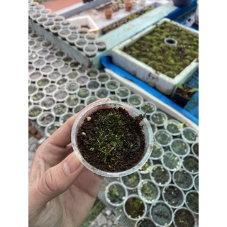 cỏ giấy bifida, utricularia bifida