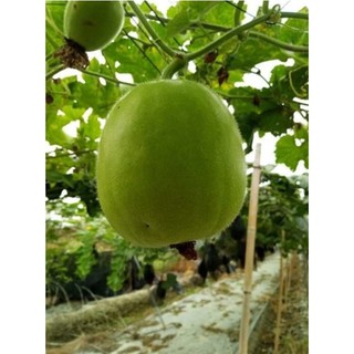 HẠT GIỐNG BÍ ĐAO TRÒN THÁI LAN