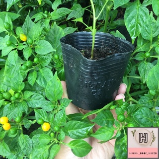 Chậu ớt Peru (ớt hạt tiêu mắc nhất TG) chậu C3