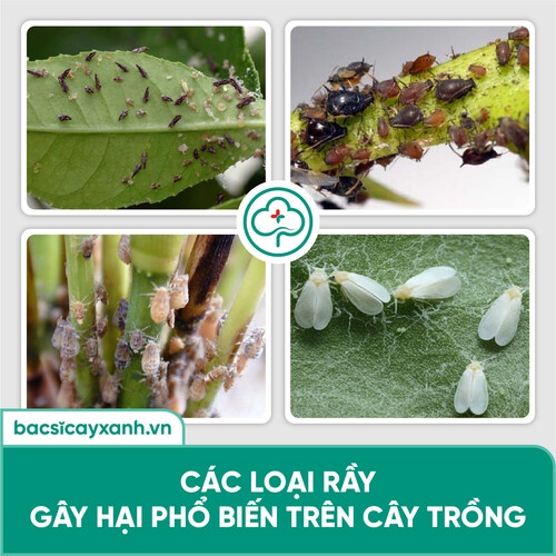 Chế phẩm sinh học diệt sâu bọ, nhện đỏ, rầy, rệp, côn trùng hút chích BS25 Insect 100/200g NSX Bacsicayxanh