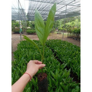 CÂY GIỐNG CAU TỨ QUÝ(cau tứ thời ăn quả)