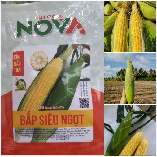 Hạt Giống Ngô Siêu Ngọt Nova F1 ( Ngô Ngọt Vàng ) KNS - Gói 50gram