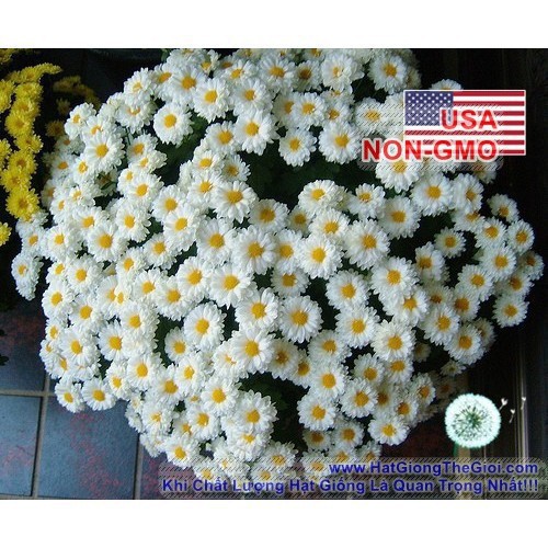 100h Hạt Giống Hoa Cúc Chi Trắng - 60cm Shasta (Chrysanthemum)