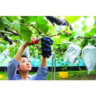 [GIÁ GỐC] Hạt giống nho tím siêu quả chùm