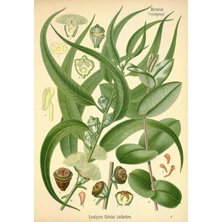 Sữa tắm trị liệu Stress Relief Eucalyptus Tea