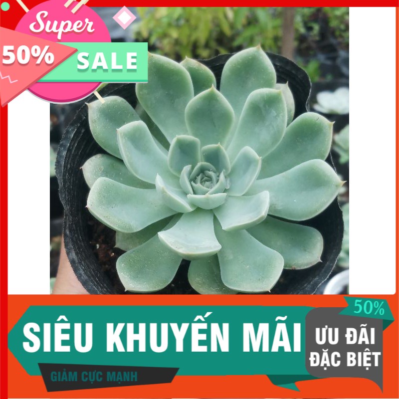 Sen đá liên đài trắng trung