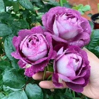 Hồng ngoai đu màu