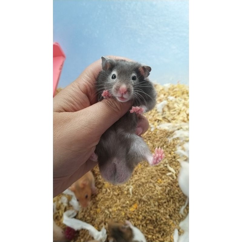 1 cặp chuột hamster bear đực cái tặng 500g thức ăn