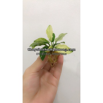 RÁY PINTO HÀNG HIẾM SƯU TẦM- FULL LÁ NƯỚC