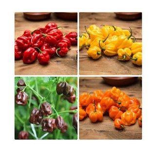 [Seeds] Hạt Giống ớt Siêu Cay HABANERO  Mix 2 Màu Đỏ ,Cam , gói 5 hạt
