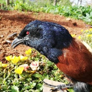 Bịp mồi chất lượng cao