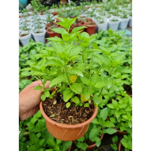 Cây bạc hà Nhật - Japanese mint