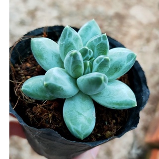 Sen đá kim cương mini - vườn đà lạt