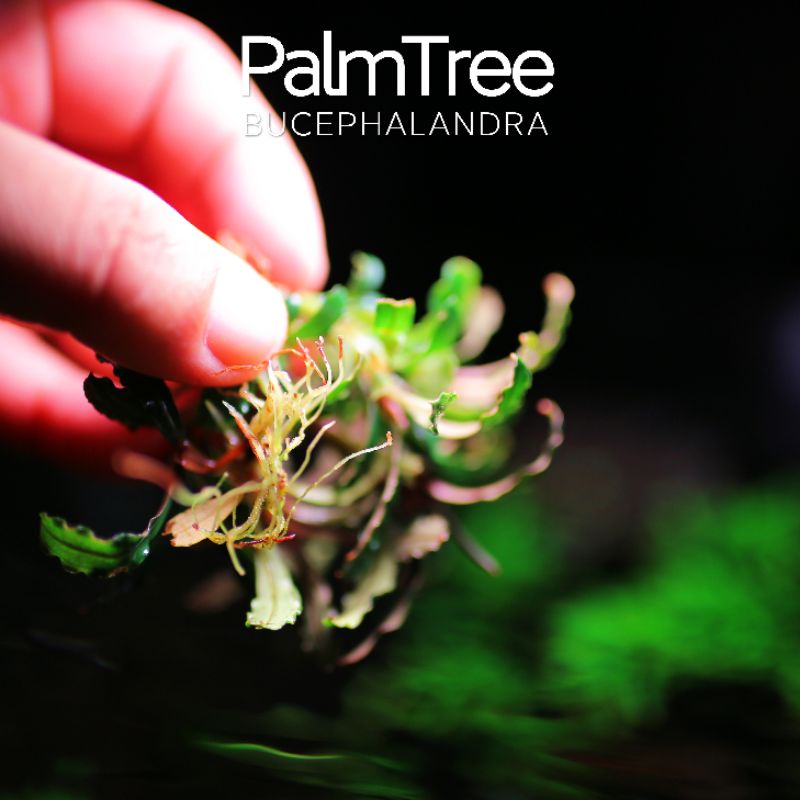 Palmtree | cây thủy sinh lá dài | hàng ngọn | lá cạn