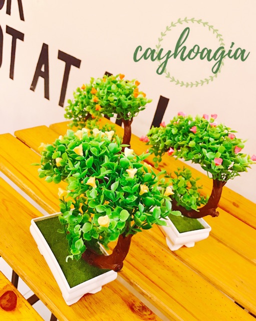 Cây Giả - Chậu Cảnh Bonsai PVC